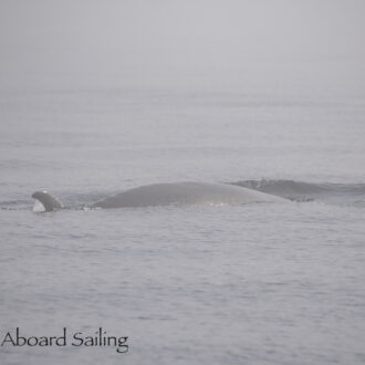 Sail to Castle Island with fog and a Minke Whale South of Salmon Bank