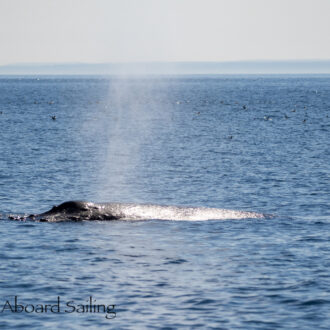 Sailing South and finding Humpback Whale BCZ0345 “Victory”