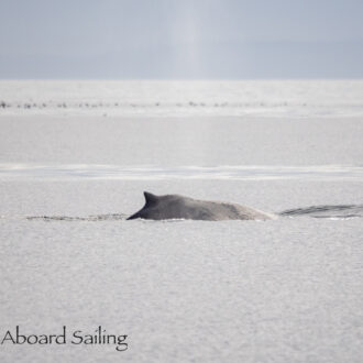 Humpback Whale BCZ0345 “Victory” by Salmon Bank