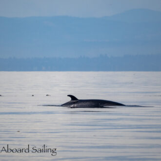 Fantastic Minke Whale encounter at MacArthur Bank