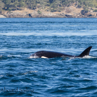 Biggs/Transient Orcas T60’s pass Friday Harbor