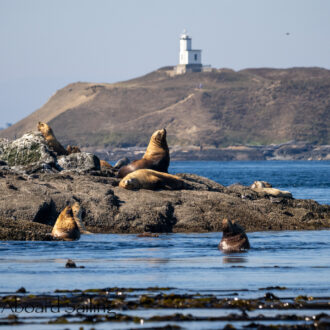 Sail to Whale Rocks to see the Steller Sea Lions