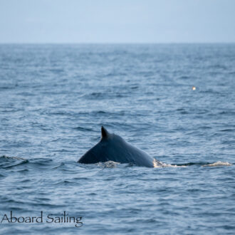 Humpback Whale BCZ0345 “Victory” bottom of Salmon Bank