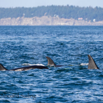 Biggs/Transient Orcas T123’s north of Pt Doughty