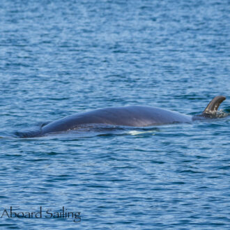 Low profile Minke whale at Minke Lake