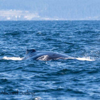 Humpback whales BCY1124 “Magpie” with BCX1795 “Scuttle” followed by Humpback whale HW-MN0510589