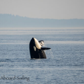 Biggs/Transient Orcas T28A’s and T60’s socializing, tail lobbing, breaching