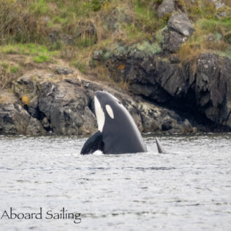 Biggs/Transient Orcas T60’s in San Juan Channel