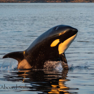 Humpback whale BCY0785 “Mathematician” Boundary Pass and Biggs/Transient Orcas T109A2’s in Griffin Bay