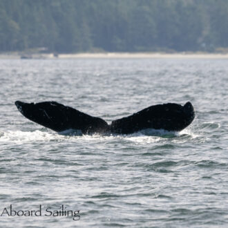 Humpback Whale BCX0519 “Stitch” Southbound from Friday Harbor