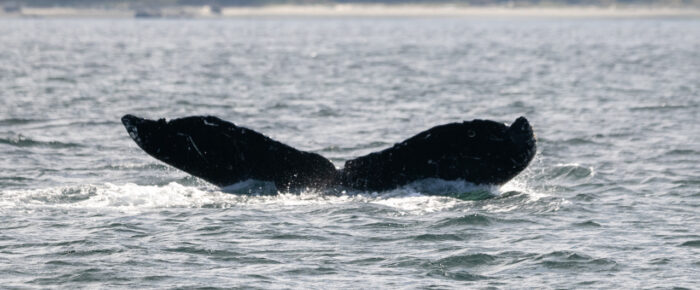 Humpback Whale BCX0519 “Stitch” Southbound from Friday Harbor