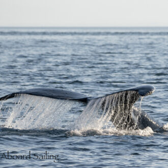 Humpback Whale BCX0519 “Stitch” crossing Salmon Bank