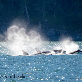 Biggs/Transient Orcas T46’s with T137 and T137B in Rosario Strait