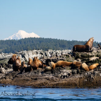 Sailing south to Whale Rocks