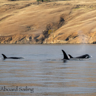 Biggs/Transient Orcas T49A’s Henry Island to Green Pt