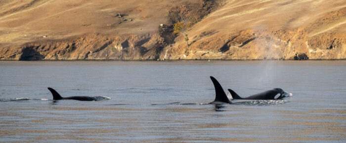 Biggs/Transient Orcas T49A’s Henry Island to Green Pt
