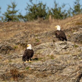 Circumnavigating San Juan Island