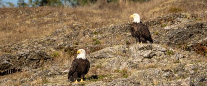 Circumnavigating San Juan Island