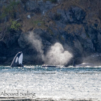 Biggs/Transient Orcas T35A’s and T38A’s plus a Sea Otter at Bird Rocks