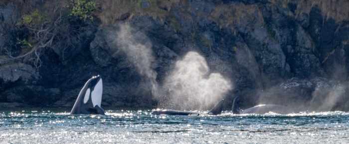 Biggs/Transient Orcas T35A’s and T38A’s plus a Sea Otter at Bird Rocks