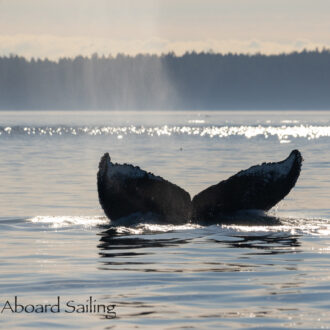 Humpback Whale BCY0771 “Bump” in Boundary Pass