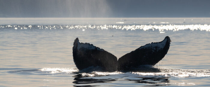 Humpback Whale BCY0771 “Bump” in Boundary Pass