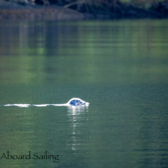 Sail to Flattop Island and New Channel