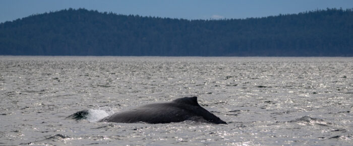 Humpback Whale BCZ0492 “Meqe'” in San Juan Channel