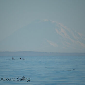 Southern Resident Orcas with Mt Rainier backdrop