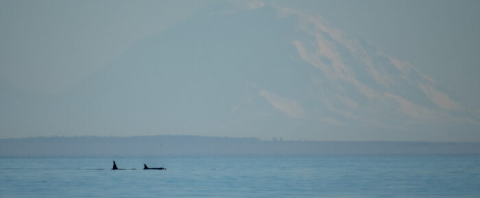 Southern Resident Orcas with Mt Rainier backdrop