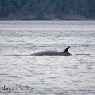 Minke whale in New Channel