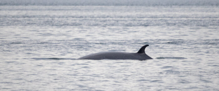 Minke whale in New Channel