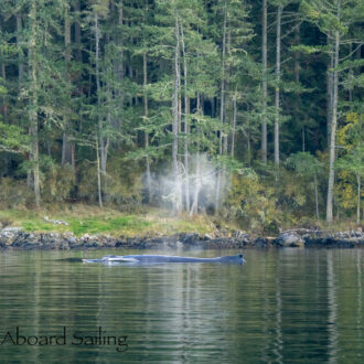 Humpback whale BCZ0414 “Zephyr” southbound along San Juan Island toward Friday Harbor