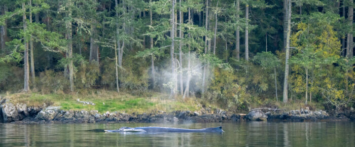 Humpback whale BCZ0414 “Zephyr” southbound along San Juan Island toward Friday Harbor