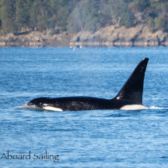 Biggs/Transient Orcas T123’s and T46C2 pass Friday Harbor