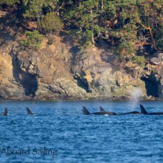 Biggs/Transient Orcas T34’s, T36’s and T37’s hunting by Parks Bay, Shaw Island