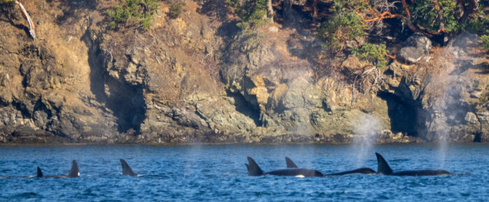 Biggs/Transient Orcas T34’s, T36’s and T37’s hunting by Parks Bay, Shaw Island