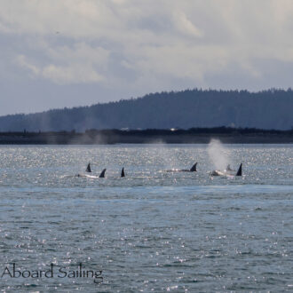 Sailing out of dry dock and we found some orca