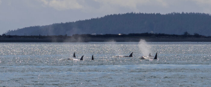 Sailing out of dry dock and we found some orca