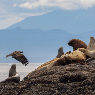 South to Whale Rocks with lots of sea lions and eagles