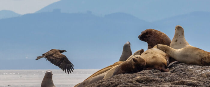 South to Whale Rocks with lots of sea lions and eagles