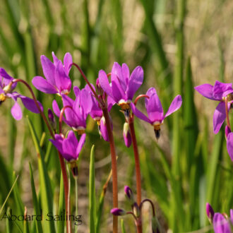 Yellow Island Nature Preserve on Easter Day