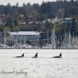 Biggs/Transient Orcas T137’s hunting outside Friday Harbor
