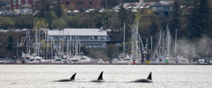 Biggs/Transient Orcas T137’s hunting outside Friday Harbor