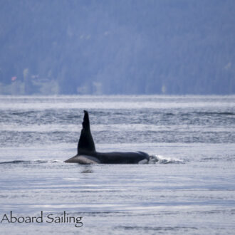 A sail with Biggs orcas T65 and T63 “Chainsaw”