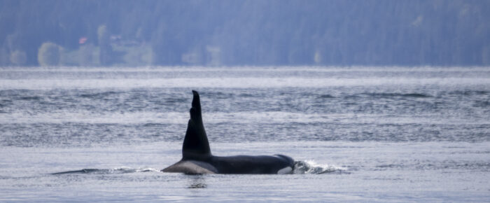 A sail with Biggs orcas T65 and T63 “Chainsaw”