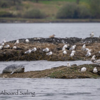 Short sail around Shaw Island