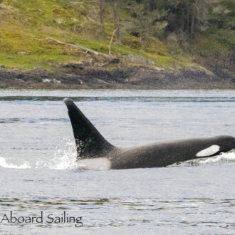 Biggs orca T87 outside Friday Harbor and T124A’s in Eastsound, Orcas Island