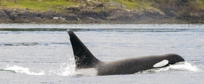 Biggs orca T87 outside Friday Harbor and T124A’s in Eastsound, Orcas Island