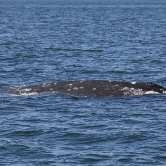 Gray whale southbound from Turn Island to Cattle Pass